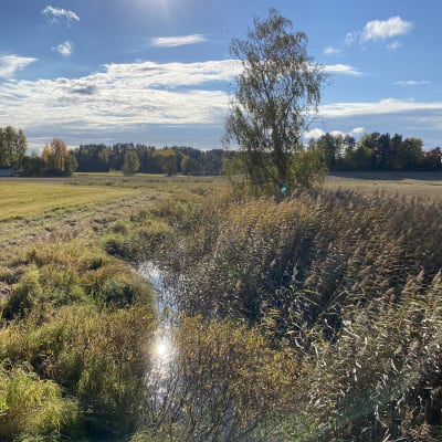 Raseborgs å på ett ställe där den mest liknar ett igenvuxet dike. Vass och buskar fyller fåran som löper genom åkrar. Solen skiner.