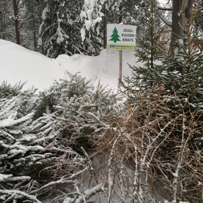 Joulukuusen keräyspaikka Rovaniemellä