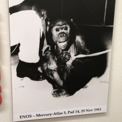 Svartvitt foto av Enos, en av rymdaporna, "monkeynauts", som gjorde en rymdresa.