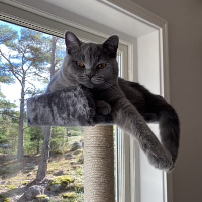 Katt som tittar ner på en från kattorn.