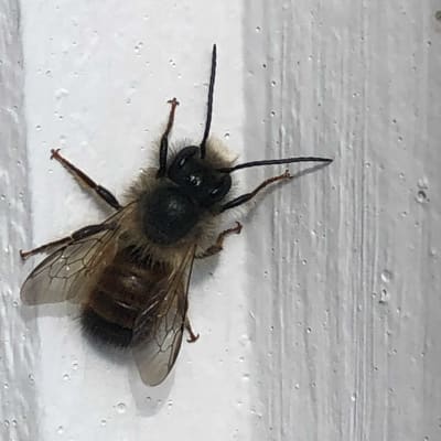 Ett bi sittande på en vit vägg.