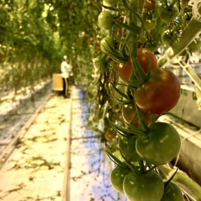 Tomaatteja kasvihuoneessa Närpiössä