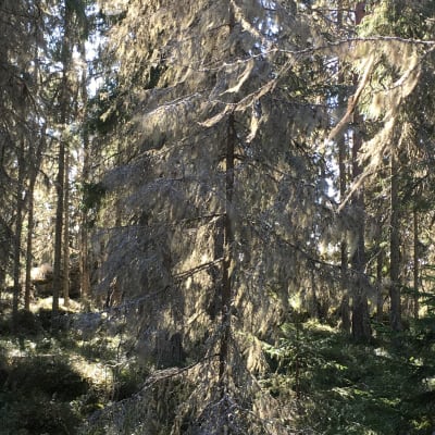 Bild på en skog där en gran är helt täckt av skägglav.