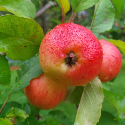 Tre röda regnvåta äpplen på en gren