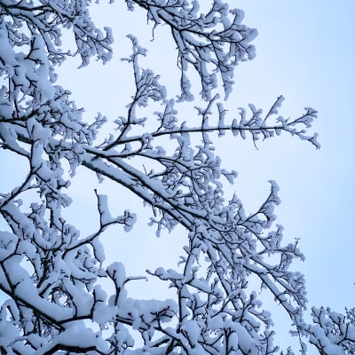 Lumisia puun oksia talvimyräkän jälkeen. 