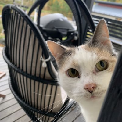 Katt på gård.
