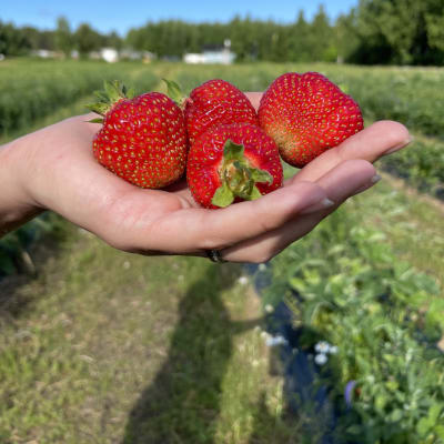 Mansikoita ihmisen kädellä. 