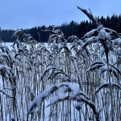 Lumen peittämiä järviruokoja järven rannalla. Järvi lumen peitossa. Vastarannan puut lumettomia. 