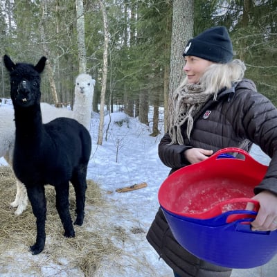 Aava Kertun kotitilan omistaja Anna Salmi ruokkii alpakoita. 