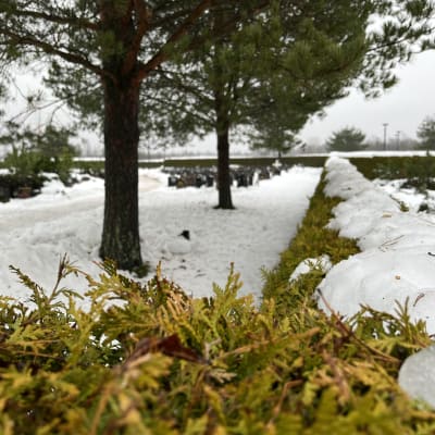 Luminen hautausmaa, lunta tuijaaidan päällä, puita etualalla, hautakiviä lumen keskellä taaempana