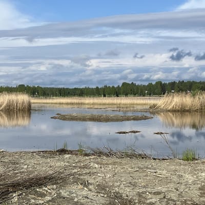 Kuvassa näkyy järven ranta, jossa on kaislikkoa. Vastarannalla näkyy puita. 