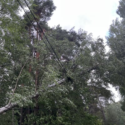 Puu on kaatunut sähkölinjan päälle Lohjalla.