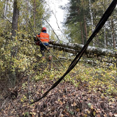Metsuri sahaa kaatunutta koivun runkoa metsässä. Etualalla rojahtanut sähkölinja.
