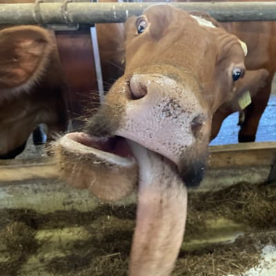 Navetassa oleva lehmä työntää kielen pitkälle ulos.