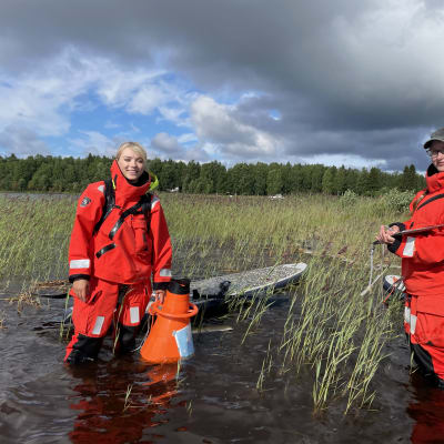 Pohjois-Pohjanmaan ely-keskuksen kaksi tutkijaa seisovat vedessä Perämeren rannalla kartoittamassa uhanalaisia vesikasveja. Heillä on mukana sup-laudat ja vesikiikarit.