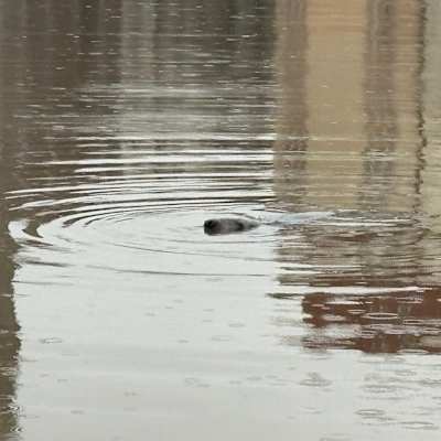 Hylkeen pää näkyy vedestä.