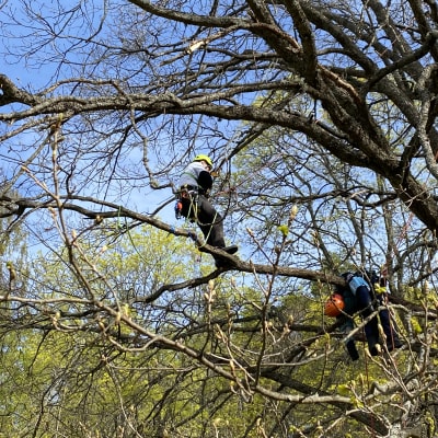 Arboristit kiipeilevät puussa Lahden mukkulassa. 