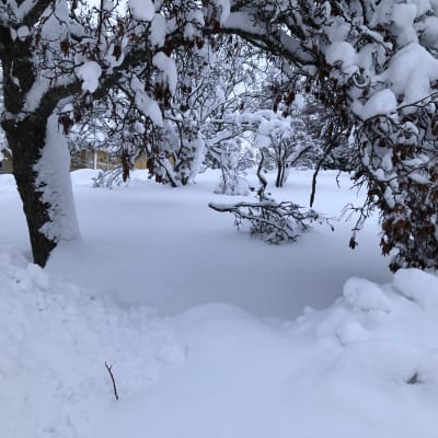 Luminen maisema, lumi painaa puun oksia alas.