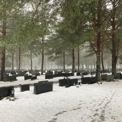 Luminen hautausmaa, jossa näkyy mäntyjä ja hautakivien rivistö.