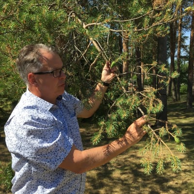 Metsäkeskuksen asiantuntija Antti Pajula tutkii mäntyjen tuholaisia. 