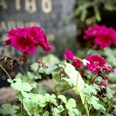 Magentan värisiä kukkia ja vihreitä apilanlehtiä hautakiven edustalla.