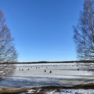 Pilkkijöitä kevätjäällä Rovaniemen Jyrhämänrannassa. 