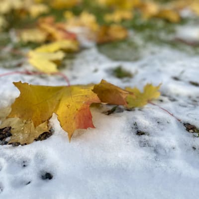 Keltaoranssi vaahteranlehti lumisessa maassa. Kuvattu Vantaalla, Itä-Uudellamaalla 30.10.2023.