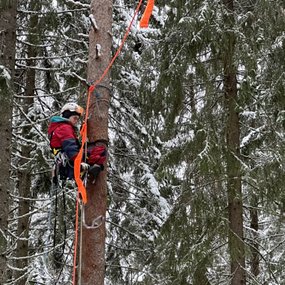 Greenpeacen aktivisti on kiivennyt metsässä suureen puuhun ja ripustaa sinne huomioköyttä.