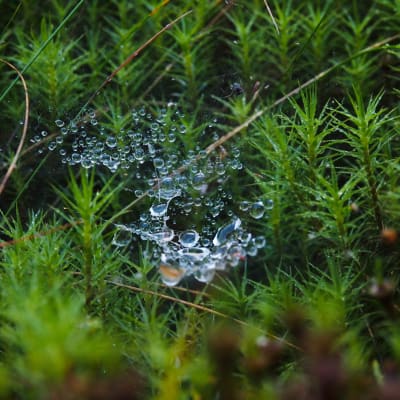 Vattendroppar i spindelnät i mossa.