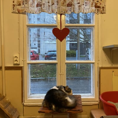 Kissa nukkuu ikkunan edustalla roikkuvan sydämen alapuolella.