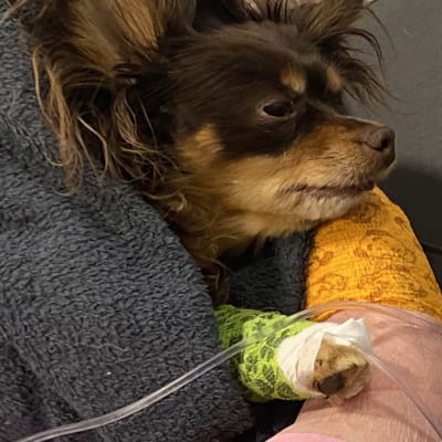Koirahyökkäyksessä loukkaantunut Luca-koira eläinlääkärissä.