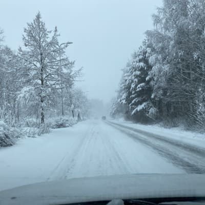 Luminen tie, jonka molemmin puolin lumesta taipuneita puita.