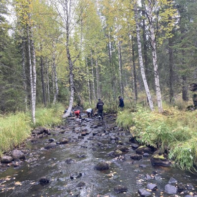 Purovesistön kunnostusta