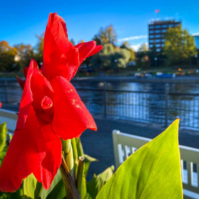 Kannaistutukset Tampereen Koskipuistossa.