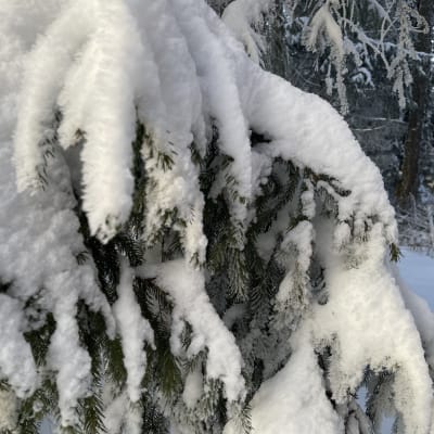 Valtava määrä lunta kuusenoksan päällä.