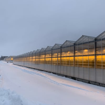 Stort blockväxthus i vinterlandskap. Genom fasaden syns det gila skenet av belysningen.