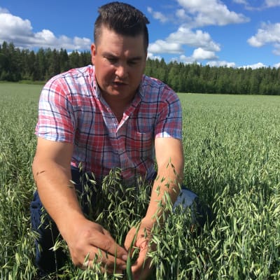 Pekka Kultti tutkii pellolla kauranjyvän kokoa.
