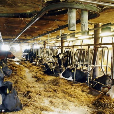 Mjölkkor i båsladugård i Liljendal