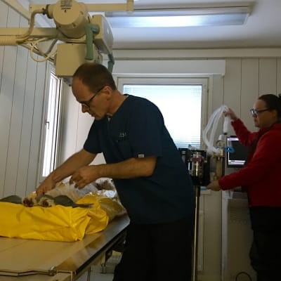 Veterinär Mikael Morelius (t v) förbereder en röntgenundersökning vid sin klinik i Sibbo.