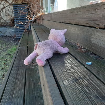Rosa gris på trappsteg.  