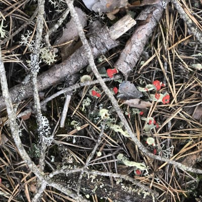 En samling gråa, smala svampar med röd topp.