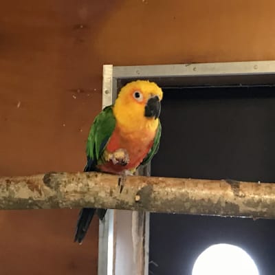 Axel palmuaratti papukaija istuu oksalla hoitohuoneessaan Heinolan lintutarhalla.
