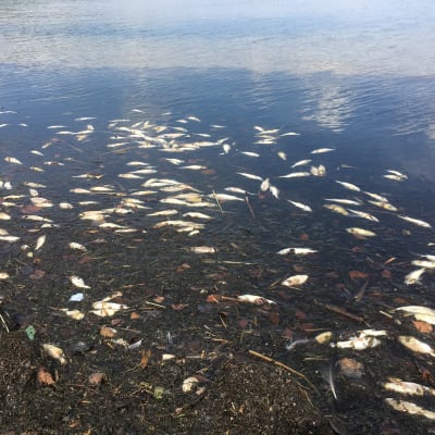 Kuolleita kaloja Säkylän Pyhäjärvellä