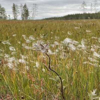 Viiankiaapaa luontopolun pitkospuilta kuvattuna Sodankylässä elokuussa 2021