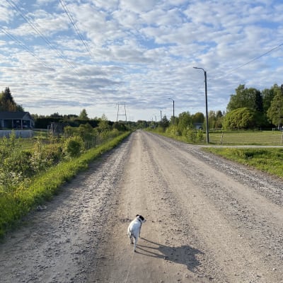 Hund går på grusväg under blå himmel