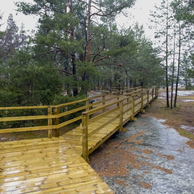 En spång med räcken gjord av tryckimpregnerat virke. 