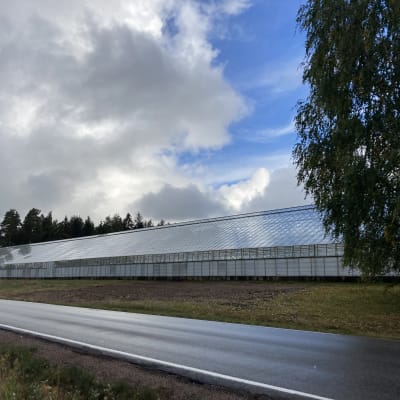Rödingin tarhat Oy:n kasvihuoneita Kouvolassa.