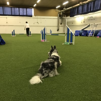 Bordercollie makaa agilityhallin matolla. Taustalla näkyy radan esteitä.