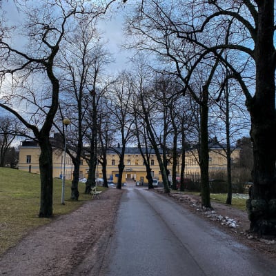 En allé kantad med bladlösa träd leder fram till en stor gul stenbyggnad.