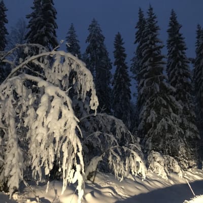 Lumi painaa puiden oksia Ylä-Savossa Lapinlahdella.